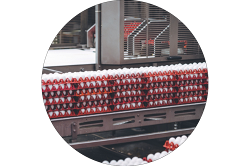 Egg Production Equipment