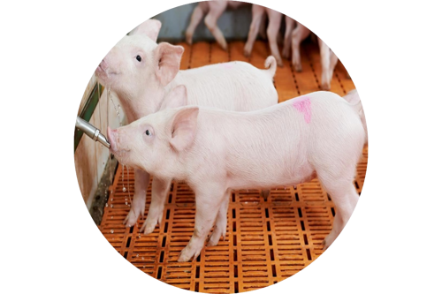 Piggery Equipment