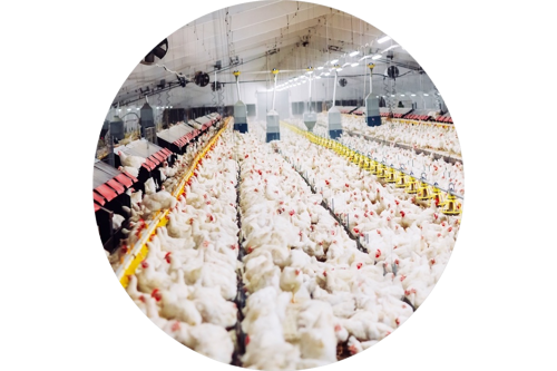 Poultry Equipment